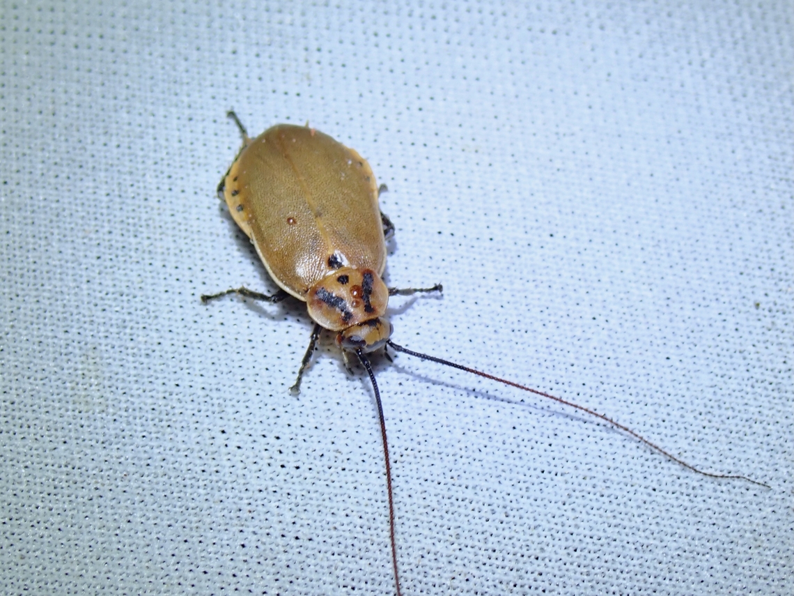 Beetle Cockroach! Cockroaches from Genus Diploptera resembles Beetles, reason why they are sometimes called Beetle Cockroach.<br />
They are viviparous cockroaches with the embryo developing inside the body of the mother.<br />
At the time of description of this species, males of the species was still unknown, I wonder if the males of the species have already been discovered since then. Beetle Cockroach,Cockroach,Diploptera maculata,Giant Cockroach,Malaysia,Sabah