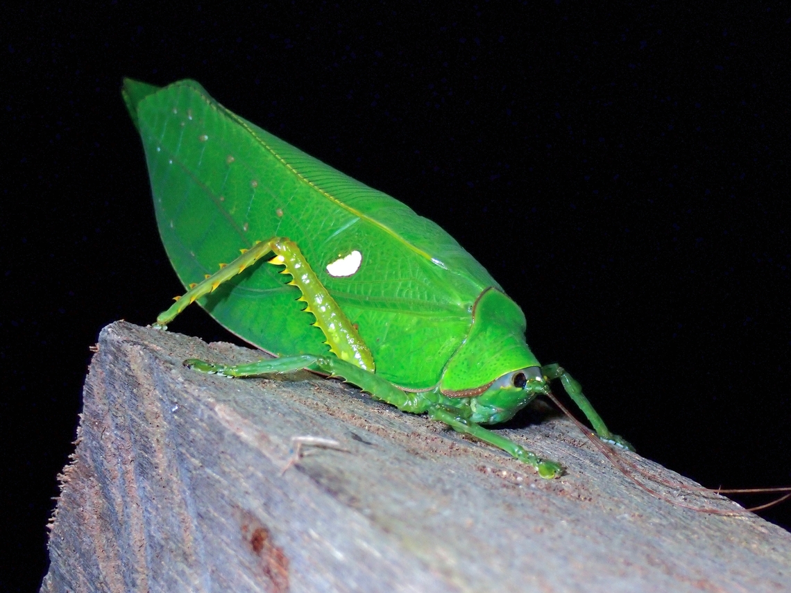 Katydid - Pseudophyllus dyaka  Katydid,Malaysia,Pseudophyllus dyaka,Sabah