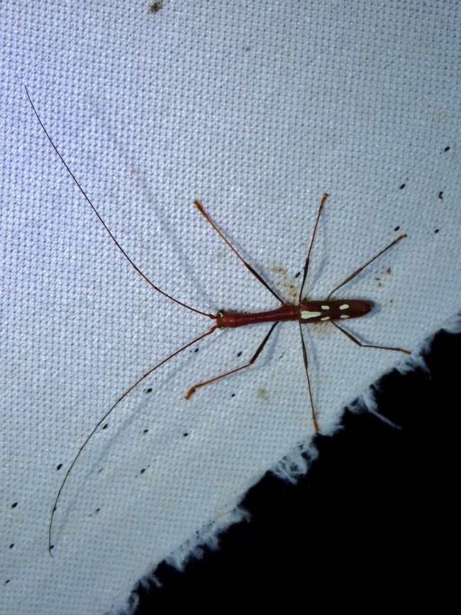 Flat-Faced Longhorn Beetle - Cylindrepomus mantiformis This species was described in 1989 and is endemic from Borneo Island.<br />
This picture could possibly be the first photograph of living specimen. Beetle,Cylindrepomus mantiformis,Flat-Faced Longhorn Beetle,Malaysia,Sabah