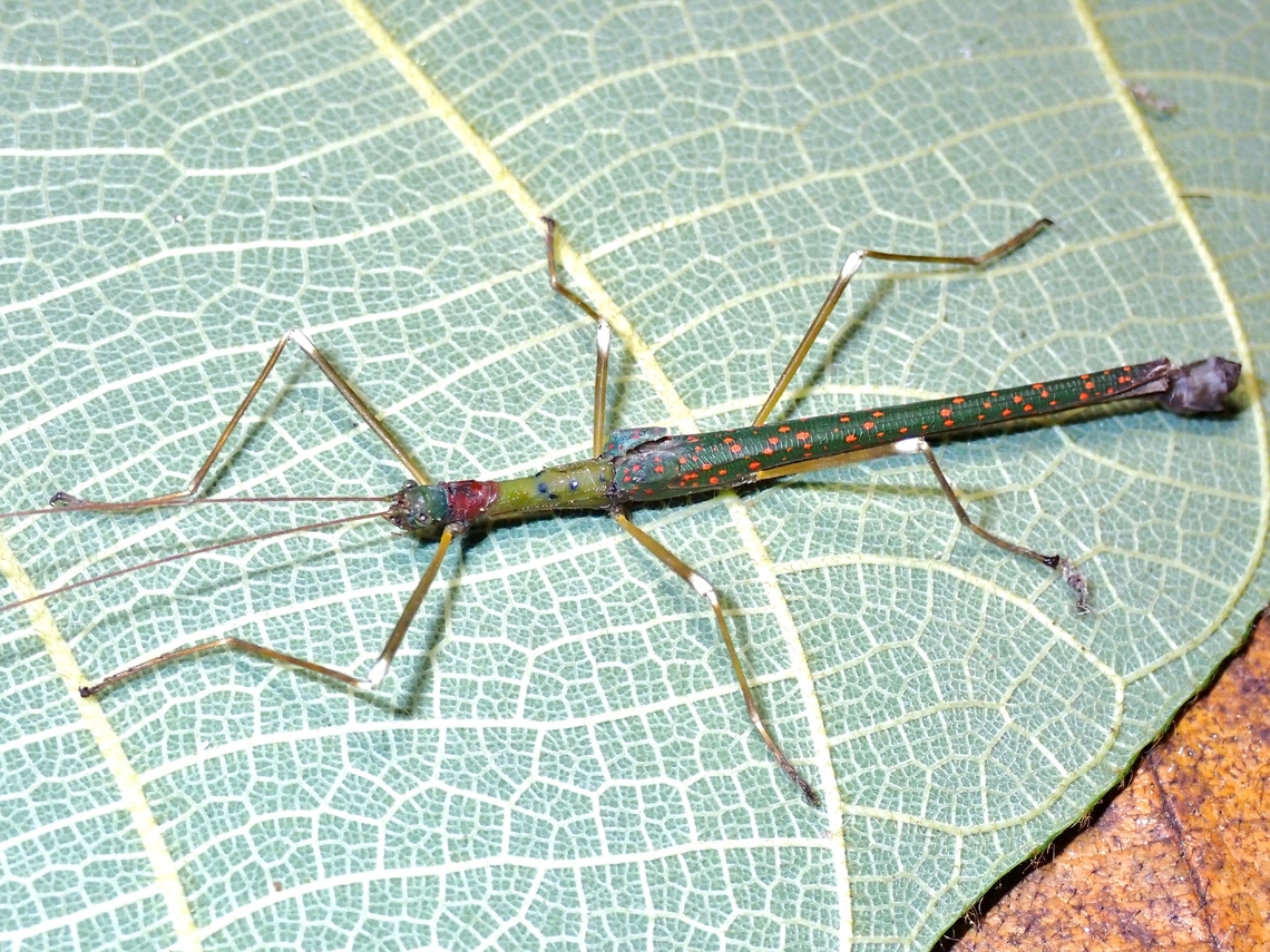 Phasmid/Stick Insect - Calvisia conspersa  Calvisia conspersa,Malaysia,Phasmatodea,Phasmid,Phasmida,Sabah,Stick Insect
