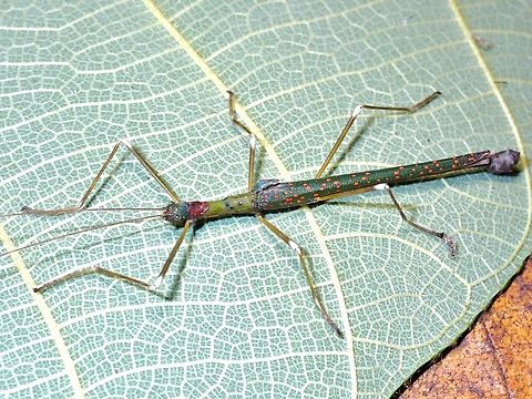 Phasmid/Stick Insect - Calvisia conspersa  Calvisia conspersa,Malaysia,Phasmatodea,Phasmid,Phasmida,Sabah,Stick Insect
