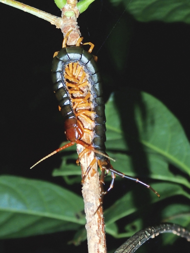 Centipede - Scolopendra hainanum  Centipede,Hong Kong,Scolopendra hainanum,Tai Po