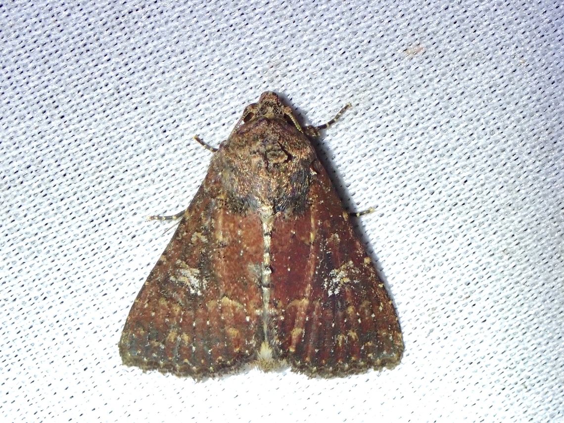 Moth - Condica illecta  Condica illecta,Malaysia,Moth,MothWeek2023,Sabah