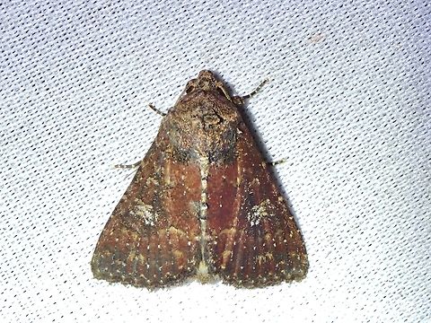 Moth - Condica illecta  Condica illecta,Malaysia,Moth,MothWeek2023,Sabah
