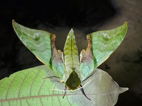 Hawkmoth - Callambulyx rubricosa Callambulyx rubricosa,Hawkmoth,Malaysia,Moth,MothWeek2023,Sabah