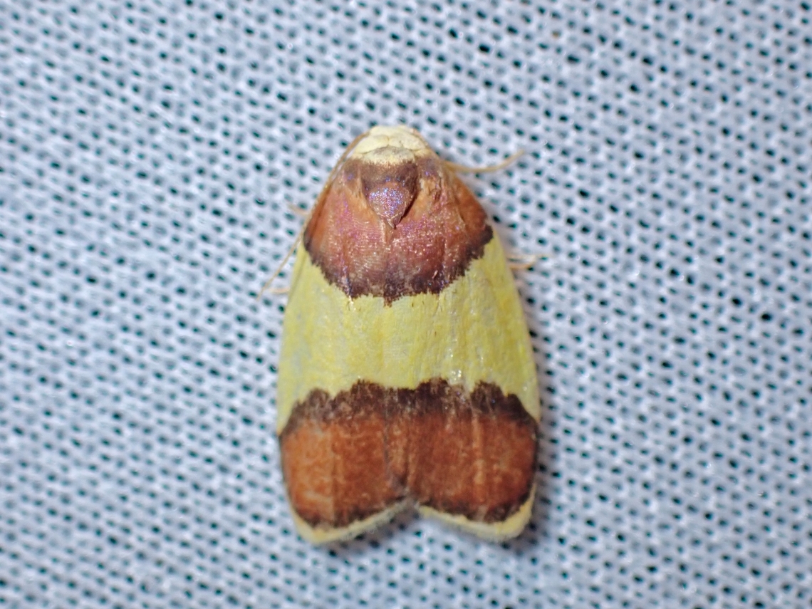 Lichen Moth - Scaptesyle aurigena  Lichen Moth,Malaysia,Moth,MothWeek2023,Sabah,Scaptesyle aurigena