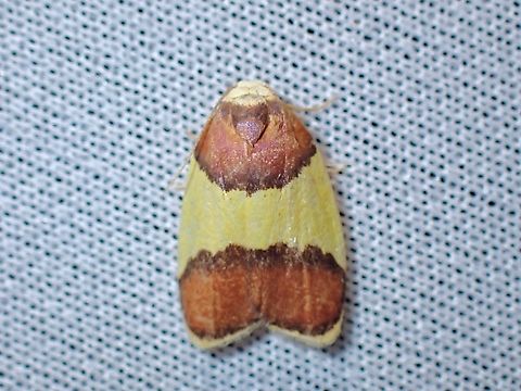 Lichen Moth - Scaptesyle aurigena  Lichen Moth,Malaysia,Moth,MothWeek2023,Sabah,Scaptesyle aurigena