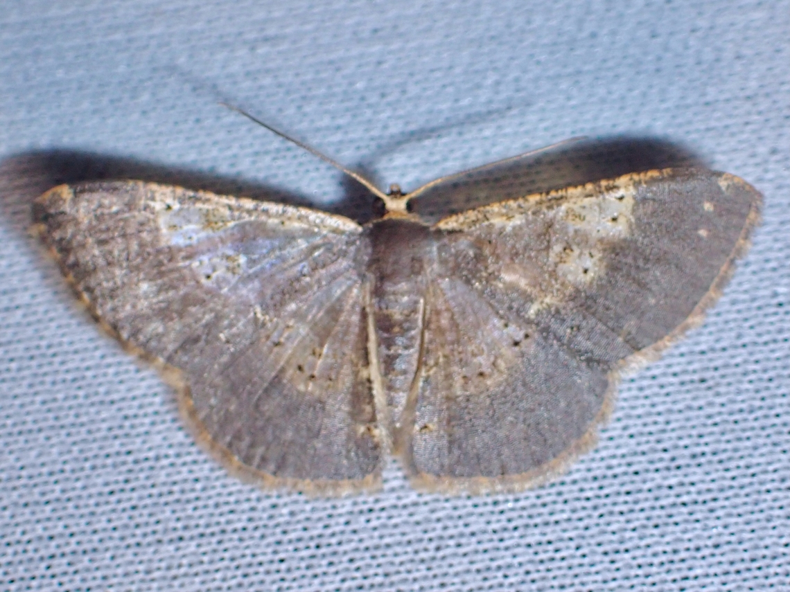 Moth - Peratophyga sobrina  Malaysia,Moth,MothWeek2023,Peratophyga sobrina,Sabah