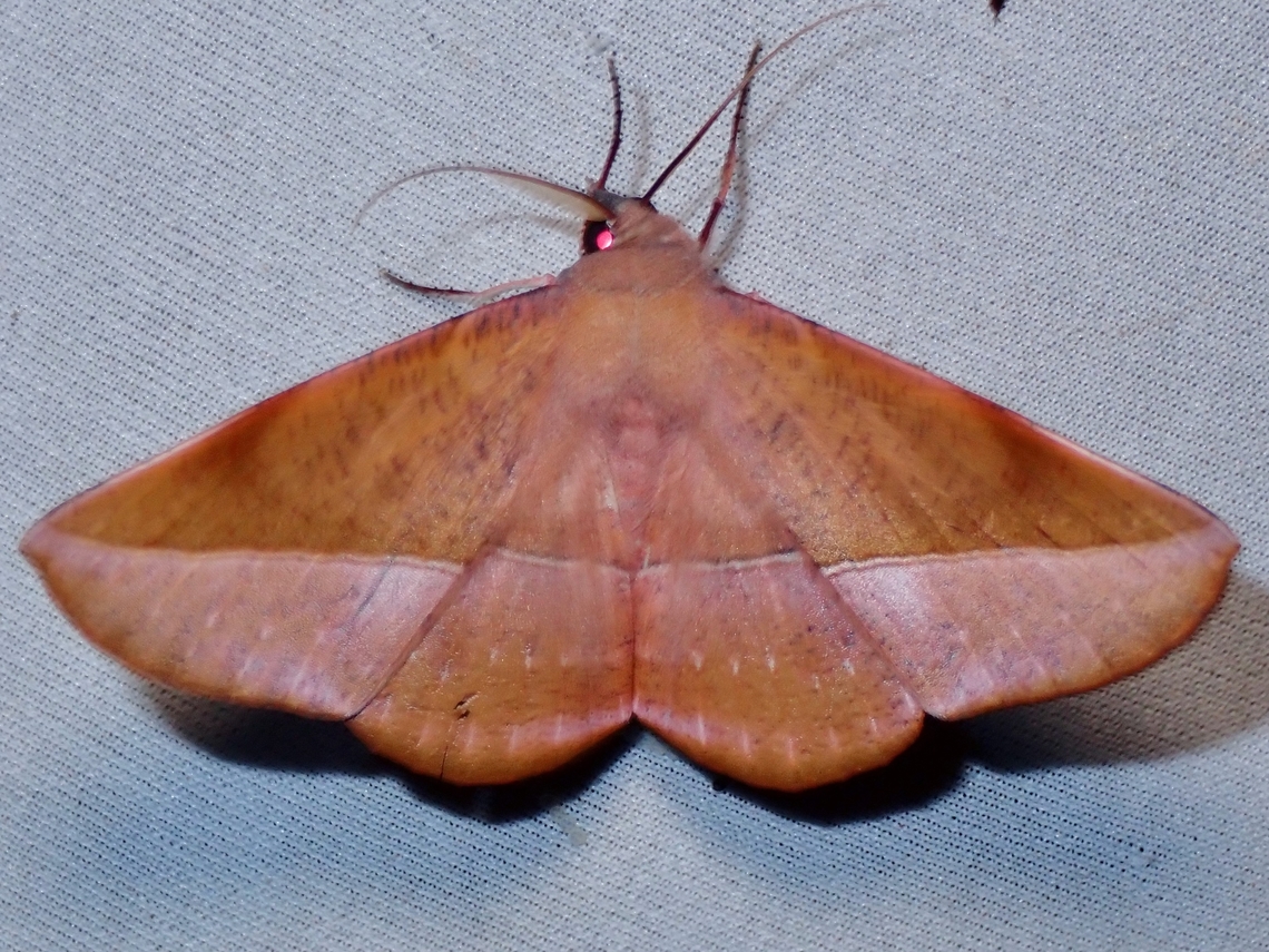 Moth - Sarcinodes sumatraria  Malaysia,Moth,MothWeek2023,Sabah,Sarcinodes sumatraria