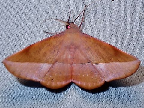 Moth - Sarcinodes sumatraria  Malaysia,Moth,MothWeek2023,Sabah,Sarcinodes sumatraria