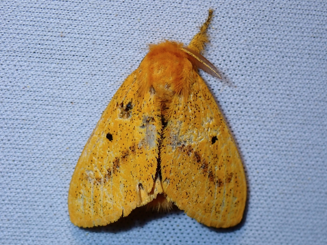 Tussock Moth - Euproctis nigricauda  Euproctis nigricauda,Malaysia,Moth,MothWeek2023,Sabah,Tussock Moth