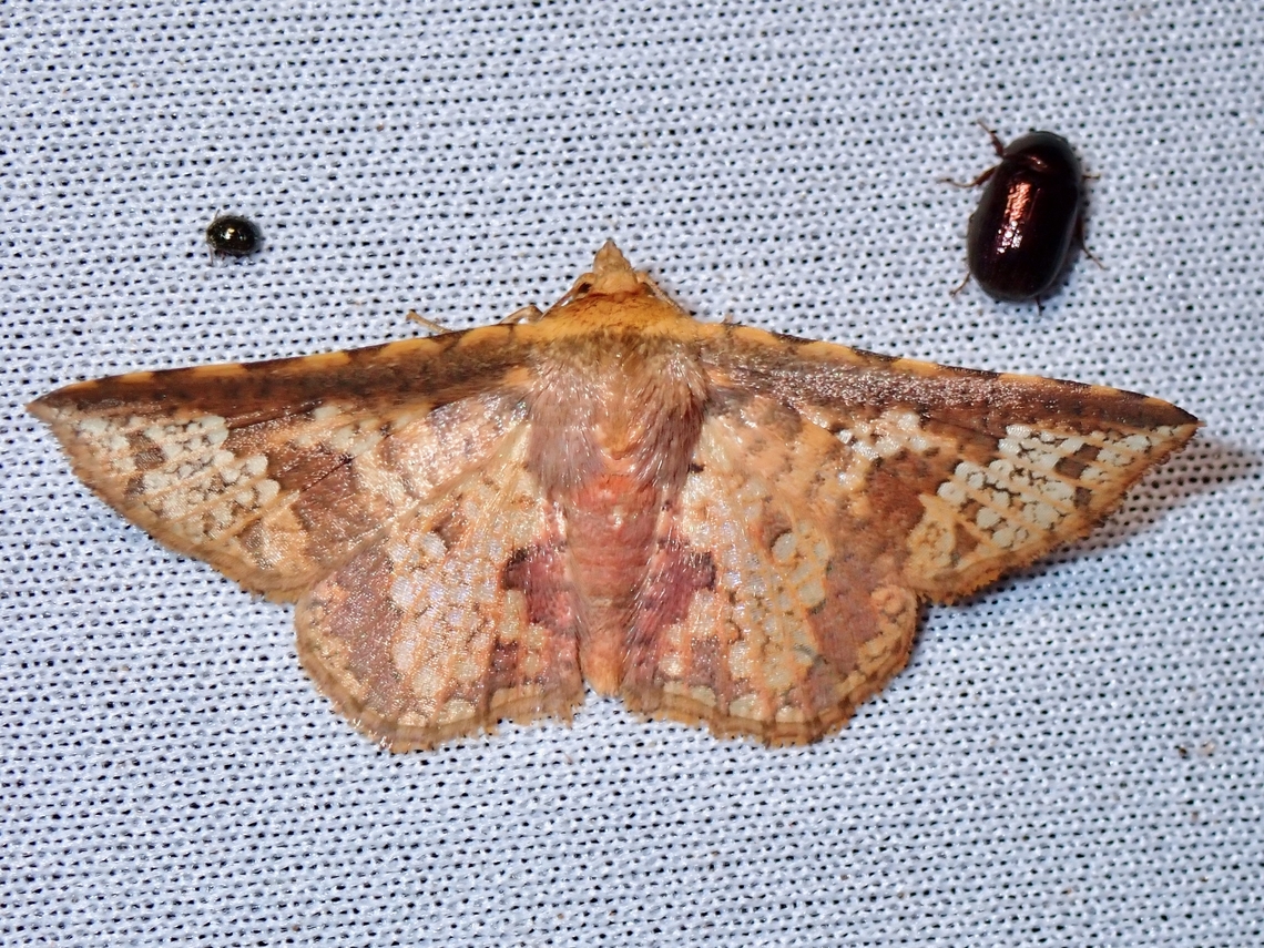 Window-Winged Moth - Aglaopus sordida  Aglaopus sordida,Malaysia,Moth,MothWeek2023,Sabah,Window-Winged Moth