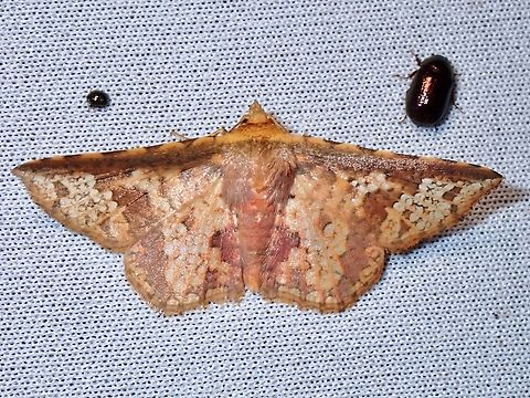 Window-Winged Moth - Aglaopus sordida  Aglaopus sordida,Malaysia,Moth,MothWeek2023,Sabah,Window-Winged Moth