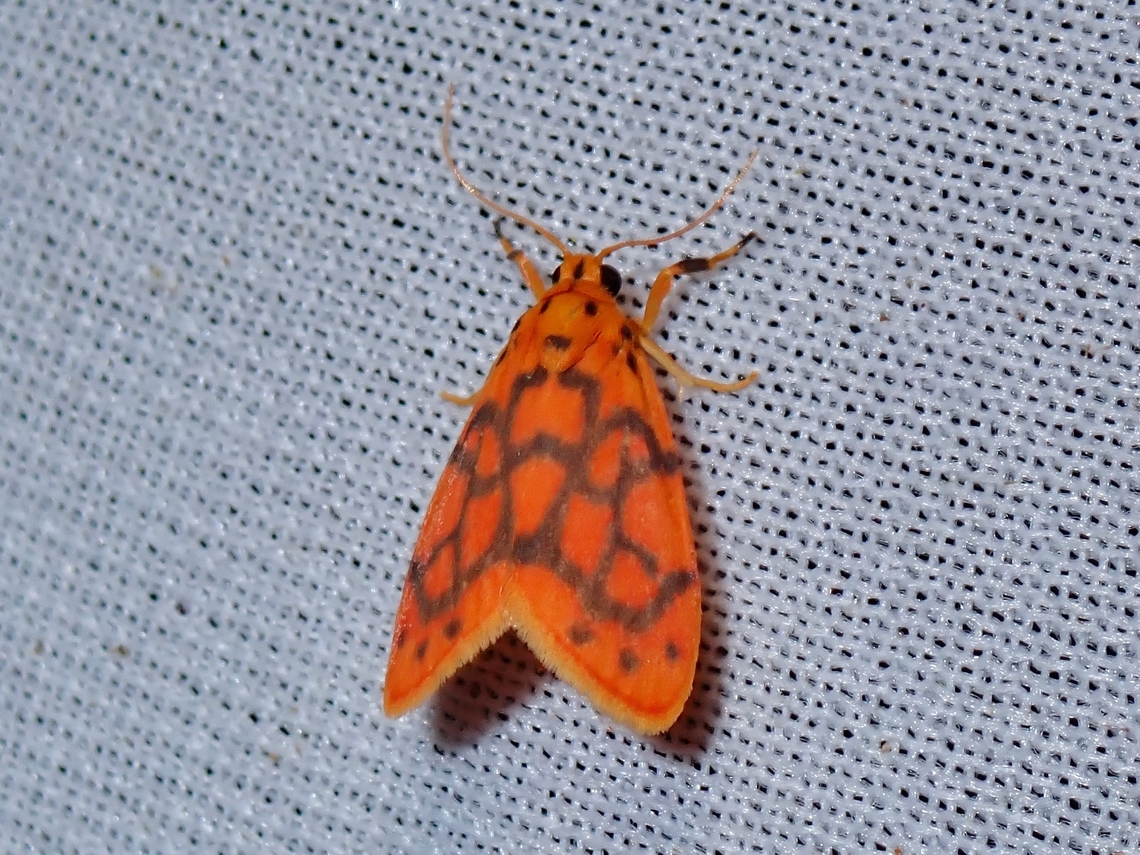 Lichen Moth - Amphisine perpusilla  Amphisine perpusilla,Lichen Moth,Malaysia,Moth,MothWeek2023,Sabah
