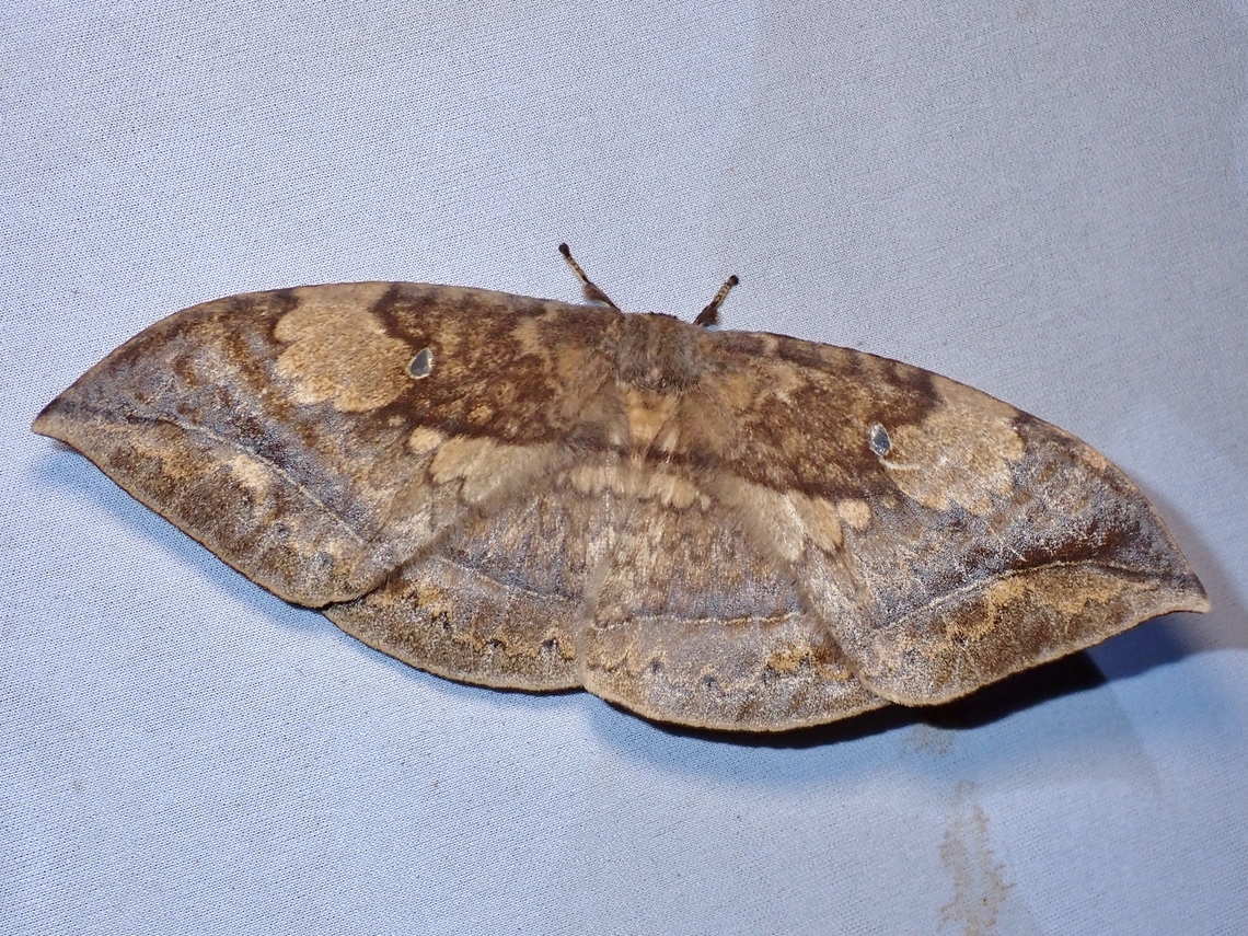 Monkey Moth - Eupterote muluana  Eupterote muluana,Malaysia,Monkey Moth,Moth,MothWeek2023,Sabah