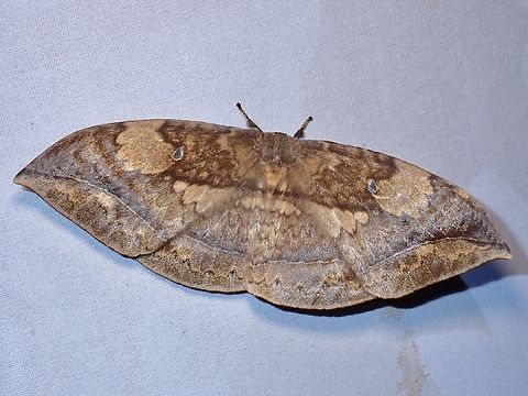 Monkey Moth - Eupterote muluana  Eupterote muluana,Malaysia,Monkey Moth,Moth,MothWeek2023,Sabah