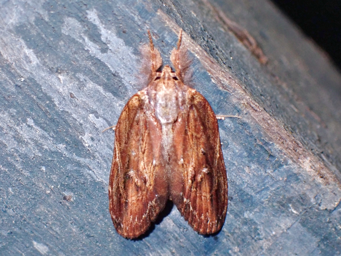 Tufted Moth - Lamprothripa scotia  Lamprothripa scotia,Malaysia,Moth,MothWeek2023,Sabah,Tufted Moth