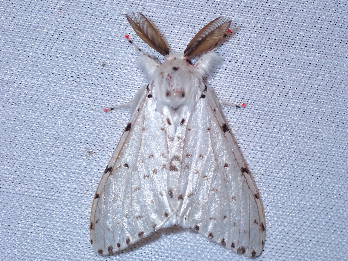 Tussock Moth - Lymantria bivittata  Lymantria bivittata,Malaysia,Moth,MothWeek2023,Sabah,Tussock Moth