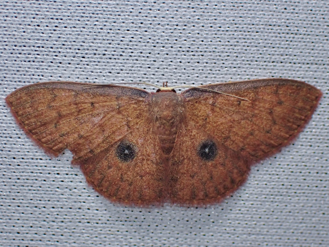 Moth - Organopoda acmaea  Malaysia,Moth,MothWeek2023,Organopoda acmaea,Sabah