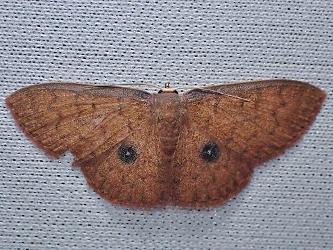 Moth - Organopoda acmaea  Malaysia,Moth,MothWeek2023,Organopoda acmaea,Sabah
