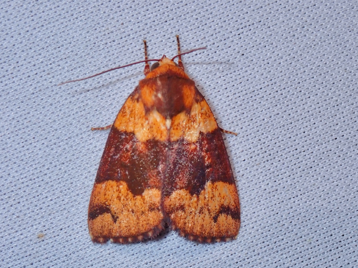 Tufted Moth - Xenochroa balteata  Malaysia,Moth,MothWeek2023,Sabah,Tufted Moth,Xenochroa balteata