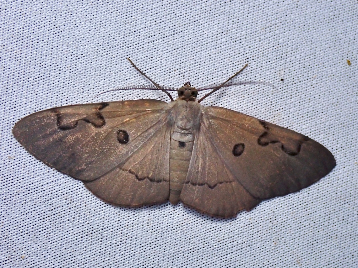 Moth - Hypochrosis waterstradti  Hypochrosis waterstradti,Malaysia,Moth,MothWeek2023,Sabah