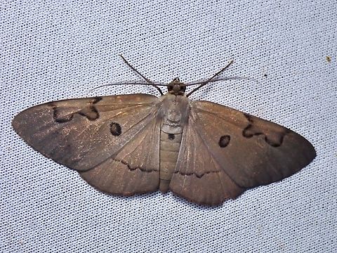 Moth - Hypochrosis waterstradti  Hypochrosis waterstradti,Malaysia,Moth,MothWeek2023,Sabah