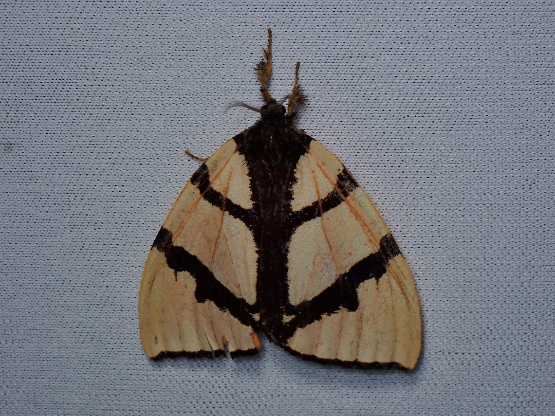 Moth - Numenes insignis  Malaysia,Moth,MothWeek2023,Numenes insignis,Sabah