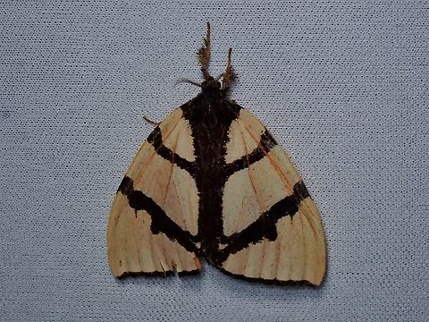 Moth - Numenes insignis  Malaysia,Moth,MothWeek2023,Numenes insignis,Sabah