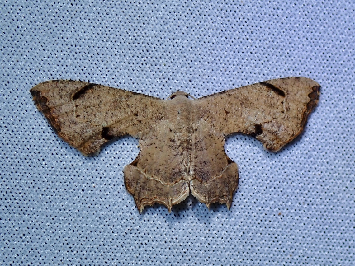 Moth - Dysaethria quadricaudata  Dysaethria quadricaudata,Malaysia,Moth,MothWeek2023,Sabah