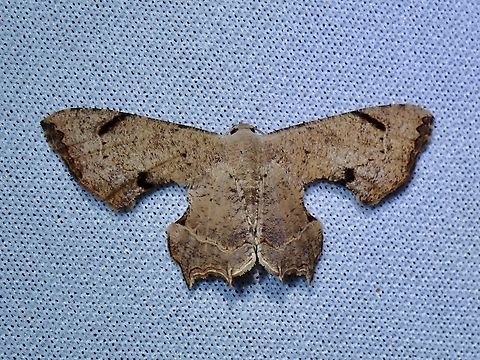 Moth - Dysaethria quadricaudata Dysaethria quadricaudata,Malaysia,Moth,MothWeek2023,Sabah
