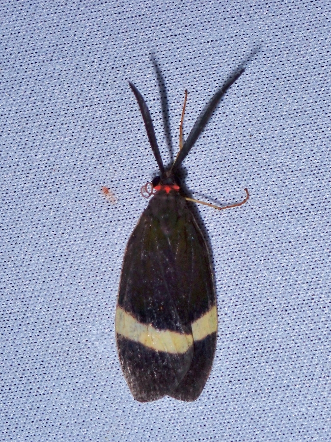 Burnet Moth - Retina constrictus  Burnet Moth,Malaysia,Moth,MothWeek2023,Retina constrictus,Sabah
