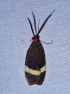 Burnet Moth - Retina constrictus  Burnet Moth,Malaysia,Moth,MothWeek2023,Retina constrictus,Sabah