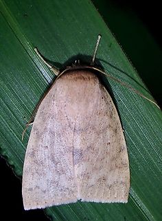 Tufted Moth - Tympanistes fusimargo  Malaysia,Moth,MothWeek2023,Sabah,Tufted Moth,Tympanistes fusimargo
