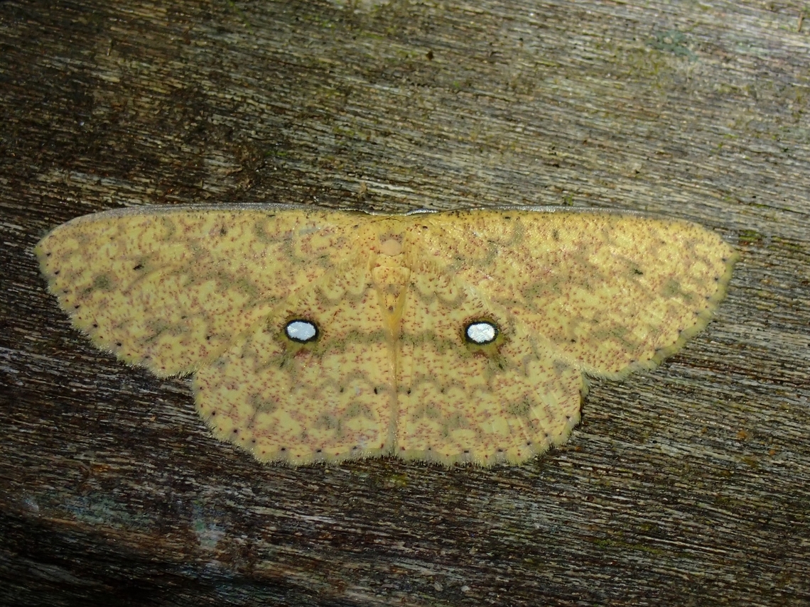 Moth - Perixera melantroches  Malaysia,Moth,MothWeek2023,Perixera melantroches,Sabah