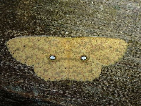 Moth - Perixera melantroches  Malaysia,Moth,MothWeek2023,Perixera melantroches,Sabah