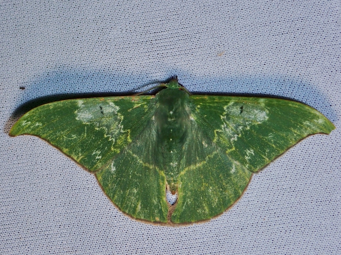 Moth - Tanaorhinus viridiluteata  Malaysia,Moth,MothWeek2023,Sabah,Tanaorhinus viridiluteatus