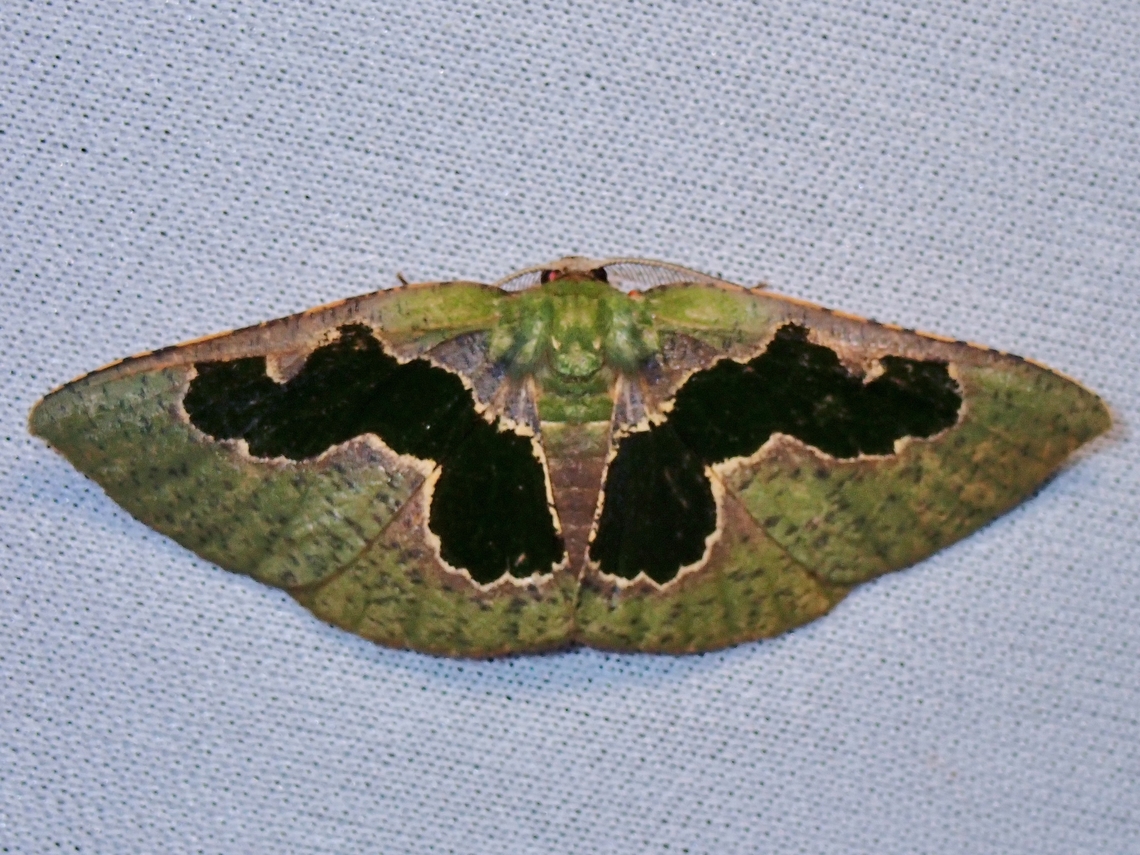 Moth - Celenna centraria  Celenna centraria,Malaysia,Moth,MothWeek2023,Sabah