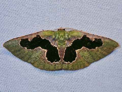 Moth - Celenna centraria  Celenna centraria,Malaysia,Moth,MothWeek2023,Sabah