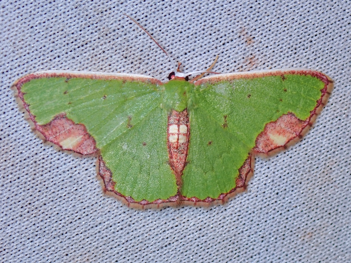 Emerald Moth - Spaniocentra lobata  Emerald Moth,Malaysia,Moth,MothWeek2023,Sabah,Spaniocentra lobata