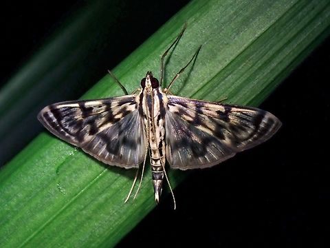Pearl Moth - Rhimphalea astrigalis  Malaysia,Moth,MothWeek2023,Pearl Moth,Rhimphalea astrigalis,Sabah