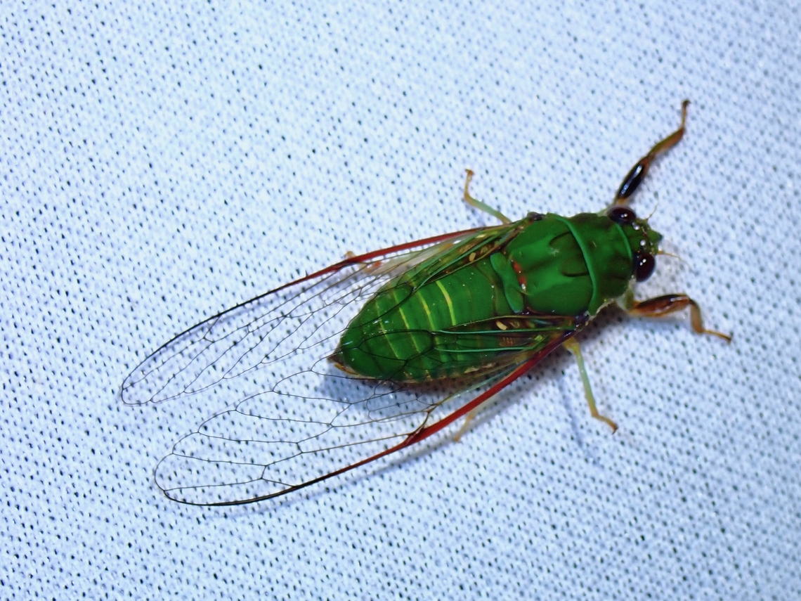 Cicada - Mogannia viridis  Cicada,Malaysia,Mogannia viridis,Sabah