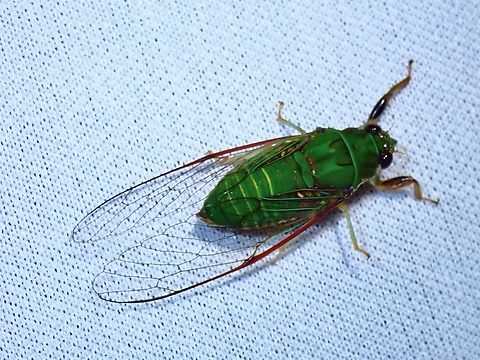 Cicada - Mogannia viridis  Cicada,Malaysia,Mogannia viridis,Sabah