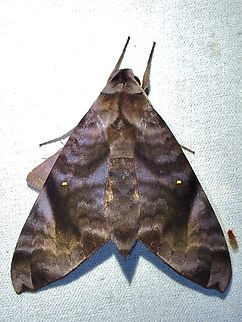 Hawkmoth - Acosmeryx pseudonaga Not the same as Acosmeryx shervillii Acosmeryx pseudonaga,Hawkmoth,Malaysia,Moth,MothWeek2023,Sabah