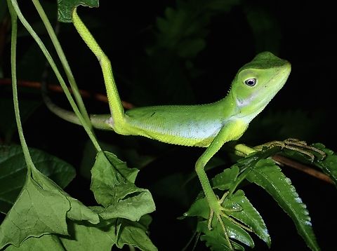 Marbled Crested Lizard - Bronchocela marmorata  Albay,Bronchocela marmorata,Crested Lizard,Lizard,Marbled Crested Lizard,Philippines