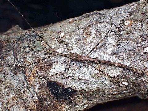 Phasmid/Stick Insect - Syringodes rubicundus Male Malaysia,Phasmatodea,Phasmid,Phasmida,Sabah,Stick Insect,Syringodes rubicundus