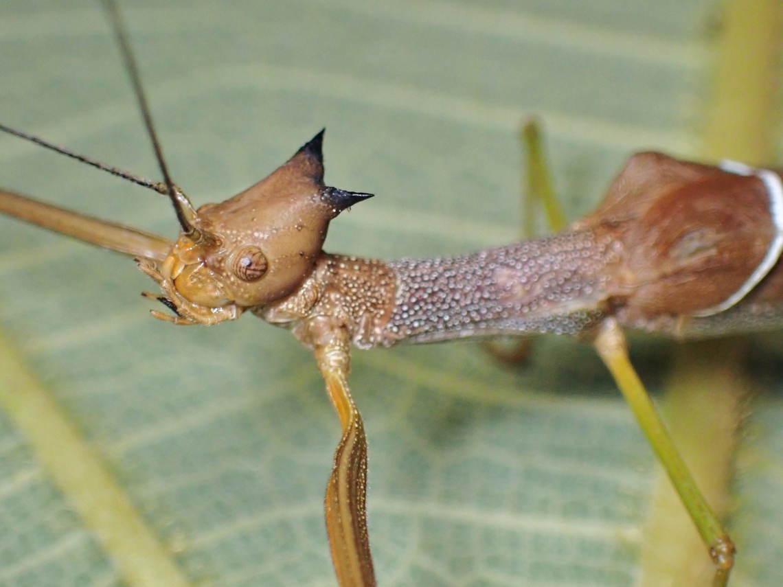 Phasmid/Stick Insect - Paradiacantha fusca Female Malaysia,Paradiacantha fusca,Phasmatodea,Phasmid,Phasmida,Sabah,Stick insect