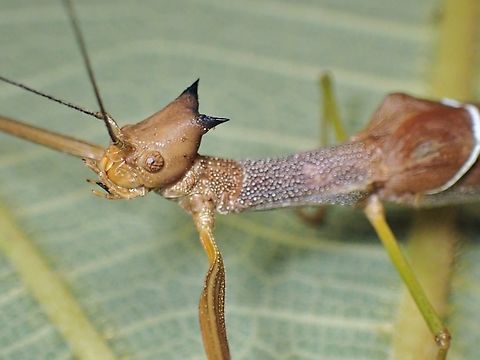 Phasmid/Stick Insect - Paradiacantha fusca Female Malaysia,Paradiacantha fusca,Phasmatodea,Phasmid,Phasmida,Sabah,Stick insect