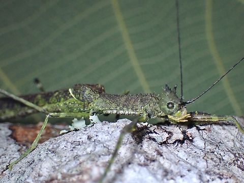 Phasmid/Stick Insect - Sosibia nigrispina Female Malaysia,Phasmatodea,Phasmid,Phasmida,Sabah,Sosibia nigrispina,Stick Insect