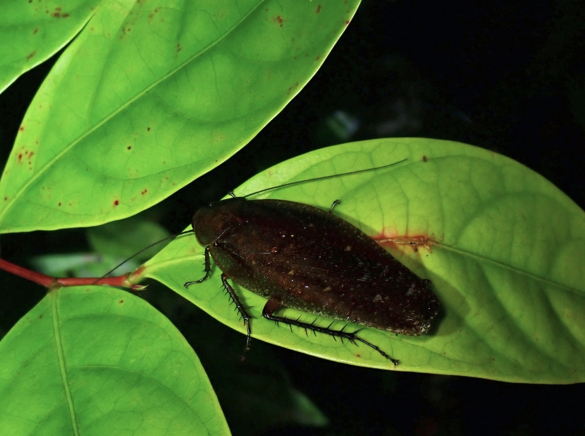 Common but Uncommon  Cockroach,Giant Cockroach,Malaysia,Rhabdoblatta mentawiensis,Sabah